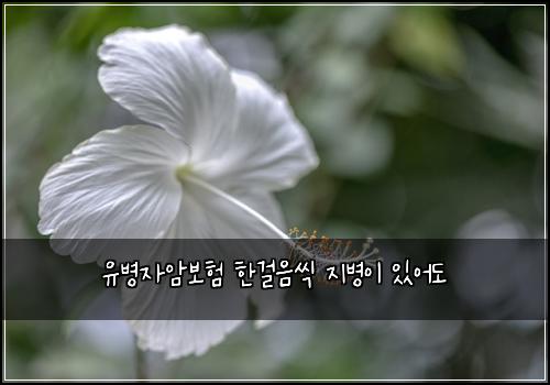 유병자암보험 한걸음씩  지병이 있어도