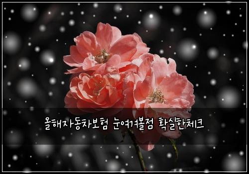올해자동차보험 눈여겨볼점  확실한체크