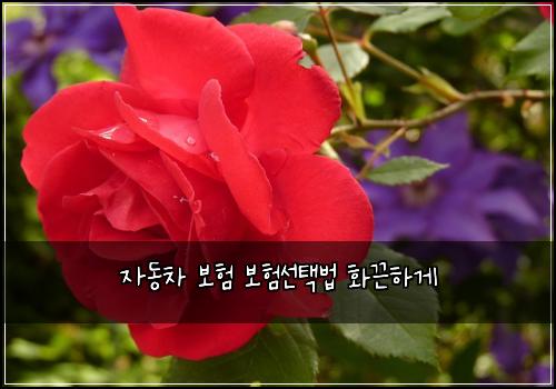 자동차 보험 보험선택법  화끈하게