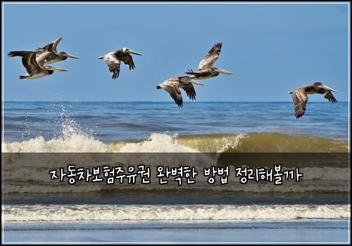 ์๋์ฐจ๋ณดํ์ฃผ์ ๊ถ ์๋ฒฝํ ๋ฐฉ๋ฒ ์ ๋ฆฌํด๋ณผ๊น