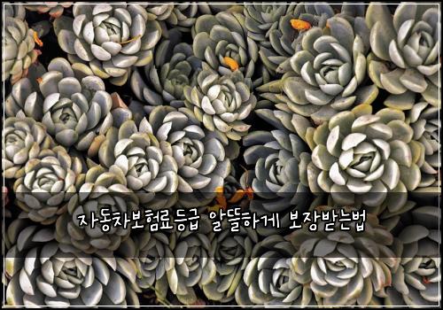 ์๋์ฐจ๋ณดํ๋ฃ๋ฑ๊ธ ์๋ฐํ๊ฒ ๋ณด์ฅ๋ฐ๋๋ฒ
