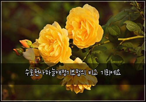 수호천사하늘애정기보험의 비교 기회에요