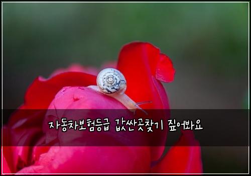 자동차보험등급 값싼곳찾기 짚어봐요