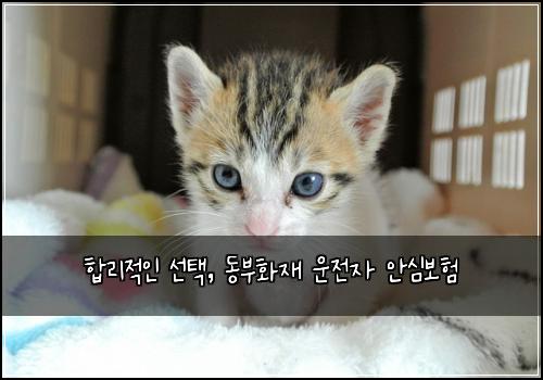  합리적인 선택, 동부화재 운전자 안심보험