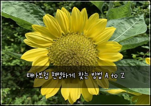 태아보험 현명하게 찾는 방법 A to Z