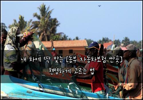  내 차에 딱 맞는 [동부 자동차보험 싼곳] 현명하게 고르는 법