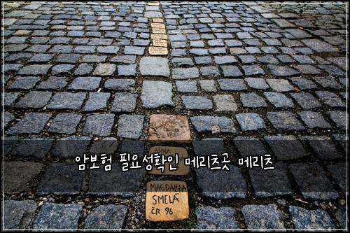 μ보ν νμμ±νμΈ λ©λ¦¬μΈ κ³³ λ©λ¦¬μΈ