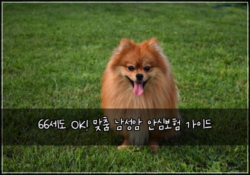  66세도 OK! 맞춤 남성암 안심보험 가이드