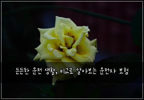  든든한 운전 생활, 비교로 알아보는 운전자 보험