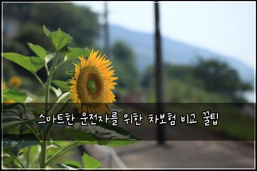  스마트한 운전자를 위한 차보험 비교 꿀팁