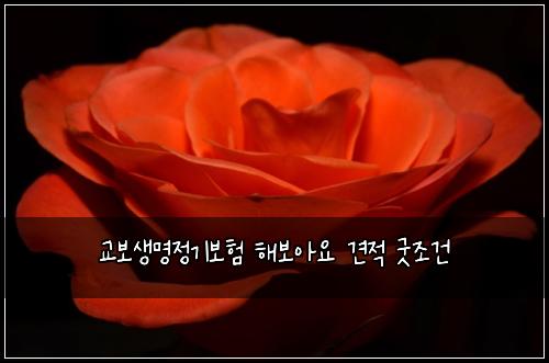 ๊ต๋ณด์๋ช
์ ๊ธฐ๋ณดํ ํด๋ณด์์ ๊ฒฌ์ ๊ตฟ์กฐ๊ฑด