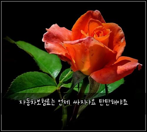 ์๋์ฐจ๋ณดํ๋ฃ๋ ์ธ์ ์ธ์ง๋์ ํํํด์ผ์ฃ