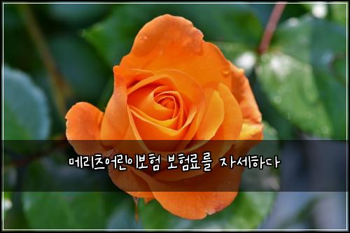 ๋ฉ๋ฆฌ์ธ ์ด๋ฆฐ์ด๋ณดํ ๋ณดํ๋ฃ๋ฅผ ์์ธํ๋ค