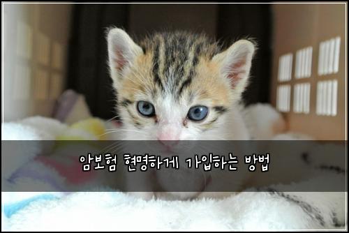 암보험 현명하게 가입하는 방법