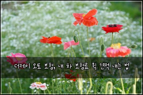 더케이 오토 보험, 내 차 보험료 퀵 견적 내는 법