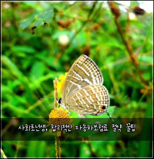  사회초년생, 합리적인 자동차보험료 절약 꿀팁
