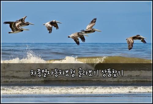 차종별자동차보험 골라보기  상품찾기