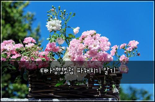 태아생명보험 파해치기  알기