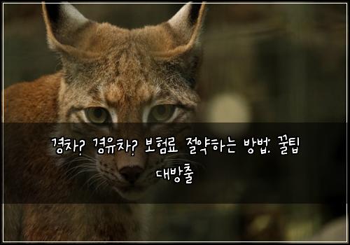 경차🚗 경유차💨 보험료 절약하는 방법: 꿀팁 대방출
