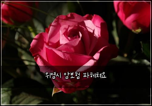 ์์ผ์ ์๋ณดํ ํํค์ณ์