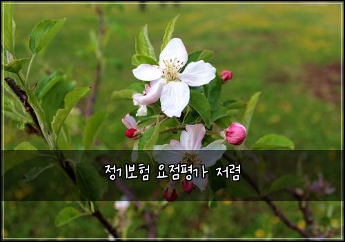 정기보험 요점평가  저렴 