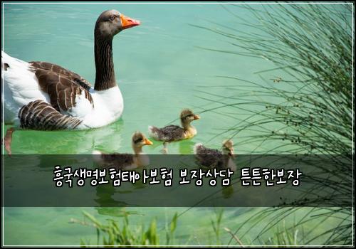 흥국생명보험태아보험 보장상담 튼튼한보장