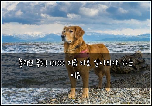  놓치면 후회! OOO 지금 바로 알아봐야 하는 이유