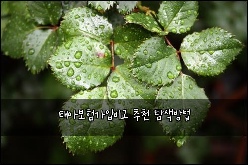 태아보험가입비교 추천 탐색방법