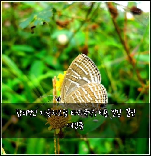  합리적인 자동차보험 타차특약, 비용 절감 꿀팁 대방출