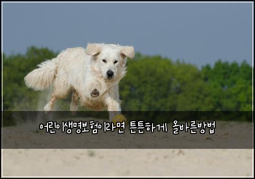 ์ด๋ฆฐ์ด์๋ช
๋ณดํ์ด๋ผ๋ฉด ํผํผํ๊ฒ ์ฌ๋ฐ๋ฅธ๋ฐฉ๋ฒ