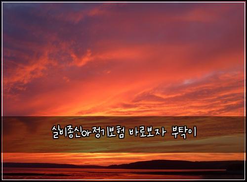 실비종신or정기보험 바로보자  부탁이