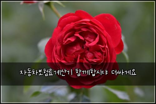 ์๋์ฐจ๋ณดํ๋ฃ๊ณ์ฐ๊ธฐ ํจ๊ปํฉ์๋ ๋์ธ๊ฒ์