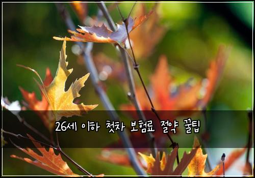 26세 이하 첫차 보험료 절약 꿀팁
