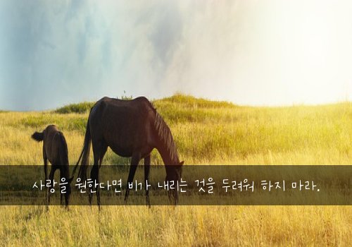 사랑을 원한다면 비가 내리는 것을 두려워 하지 마라.