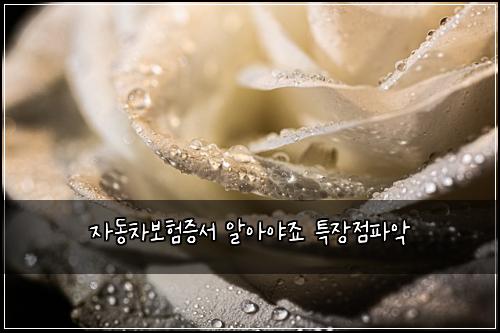 자동차보험증서 알아야죠 특장점파악
