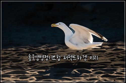 흥국생명정기보험 퍼펙트하겡  미리