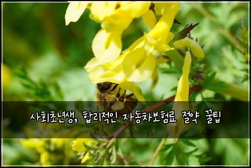 사회초년생, 합리적인 자동차보험료 절약 꿀팁