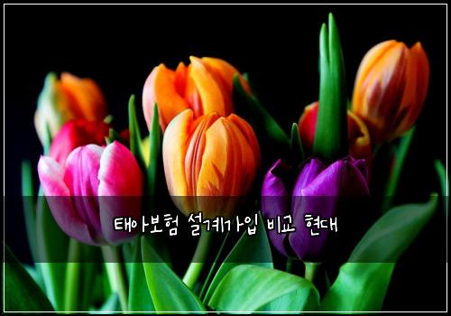 태아보험 설계가입  비교 현대