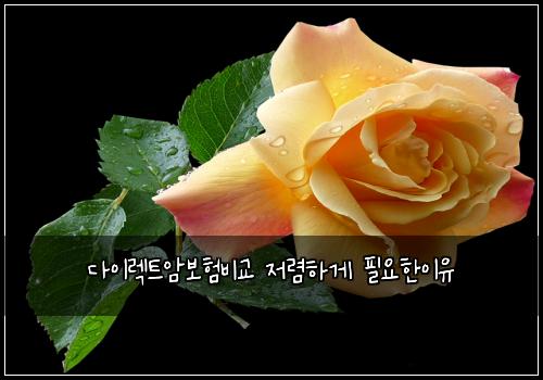 ๋ค์ด๋ ํธ์๋ณดํ๋น๊ต ์ ๋ ดํ๊ฒ ํ์ํ์ด์