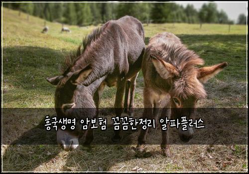 흥국생명 암보험 꼼꼼한정리  알파플러스