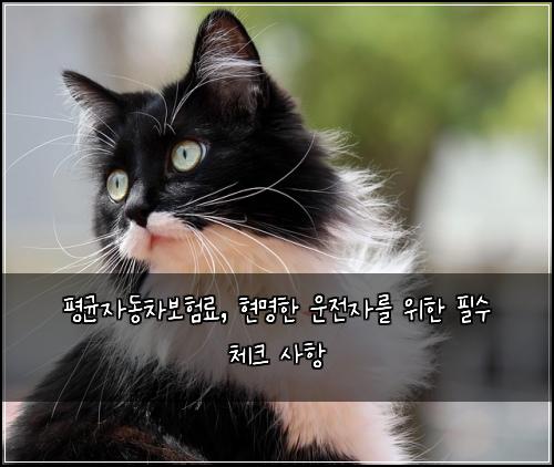 평균자동차보험료, 현명한 운전자를 위한 필수 체크 사항