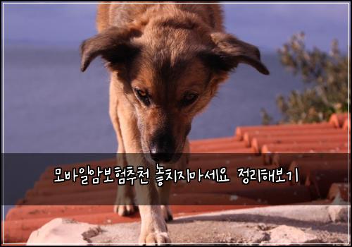 ๋ชจ๋ฐ์ผ์๋ณดํ์ถ์ฒ ๋์น์ง๋ง์ธ์ ์ ๋ฆฌํด๋ณด๊ธฐ