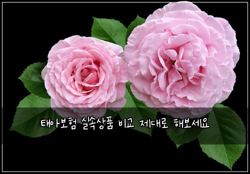 태아보험 실속상품  비교 제대로 해보세요
