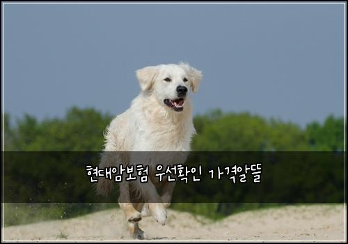 현대암보험 우선확인  가격알뜰
