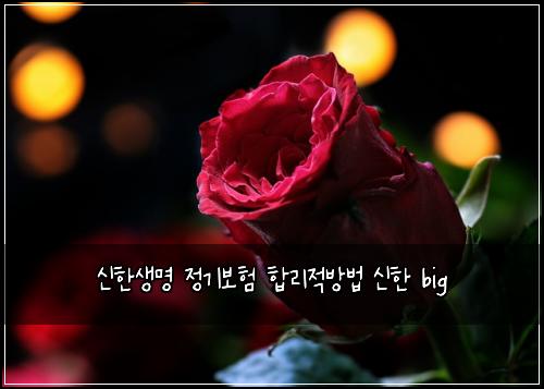 신한생명 정기보험 합리적방법  신한 big