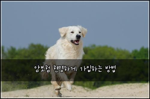 암보험 현명하게 가입하는 방법