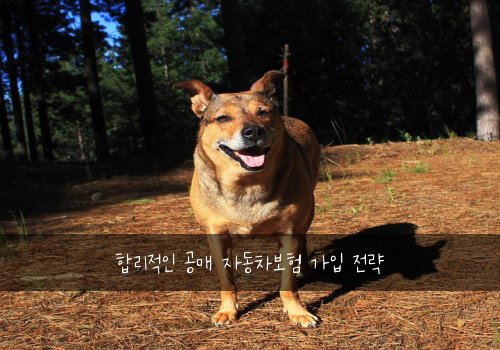  합리적인 공매 자동차보험 가입 전략