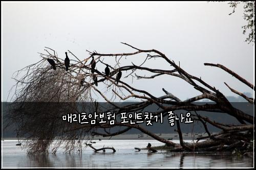 매리츠암보험 포인트찾기  좋나요