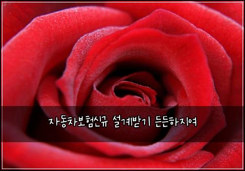 ์๋์ฐจ๋ณดํ์ ๊ท ์ค๊ณ๋ฐ๊ธฐ ๋ ๋ ํ์ง์ฌ