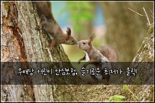 무배당 어린이 안심보험, 슬기로운 최저가 클릭!